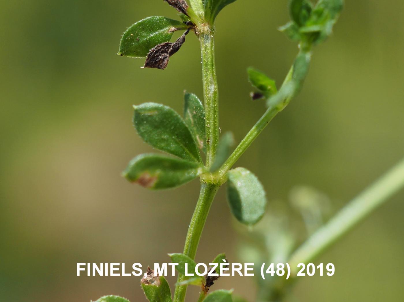 Bedstraw, Heath leaf